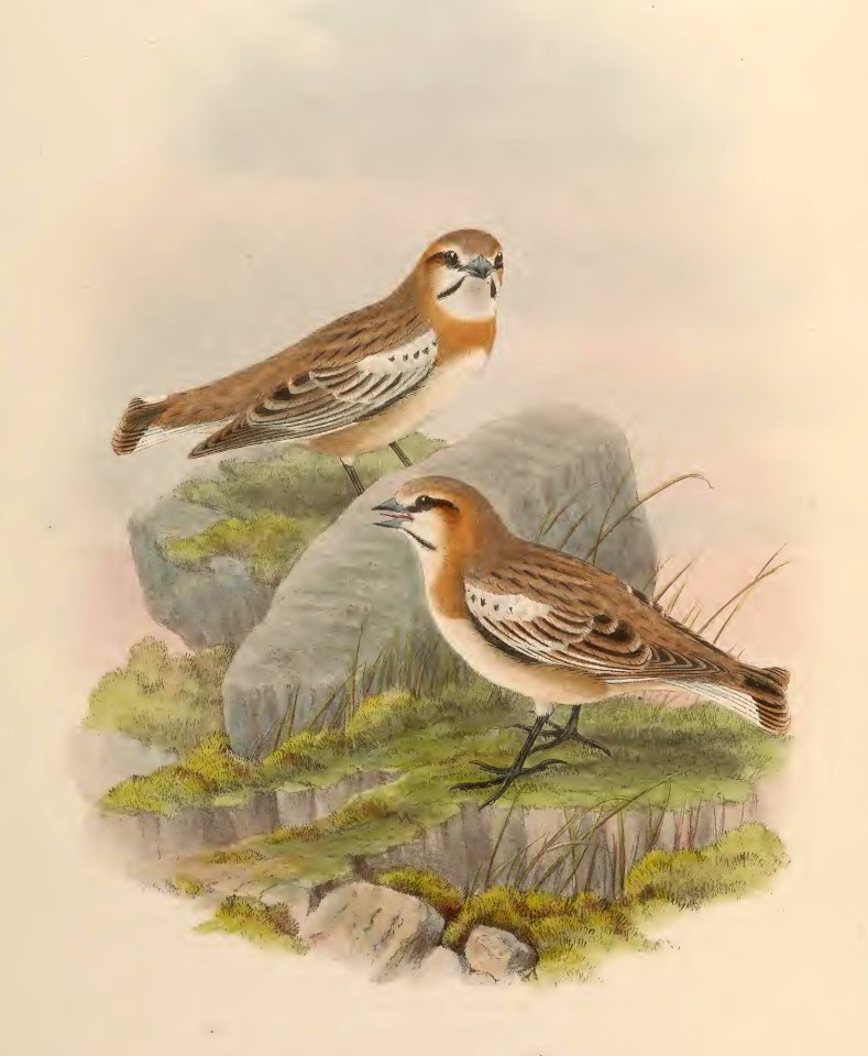 5_005 Red-necked Mountain-Finch