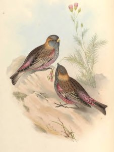 5_004 Brown-naped Mountain Finch