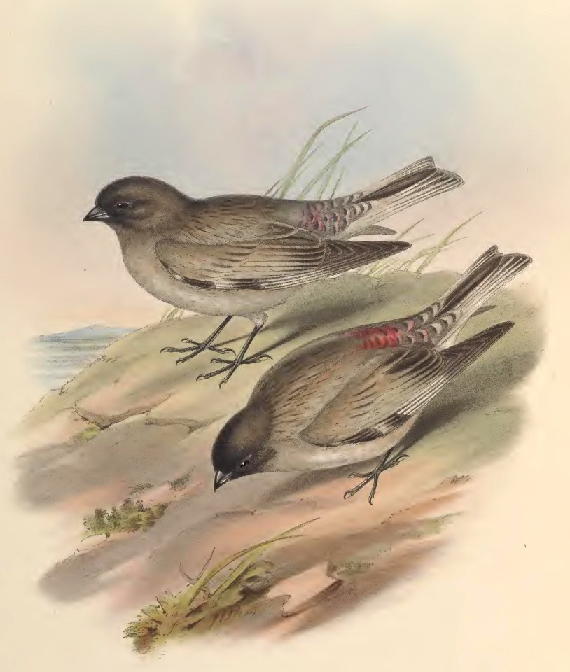 5_003 Red-rumped Mountain Finch