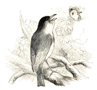 Mother Goose 075