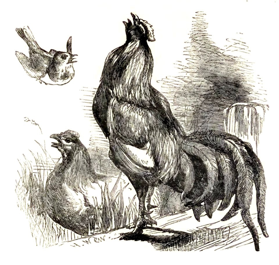 Mother Goose 076