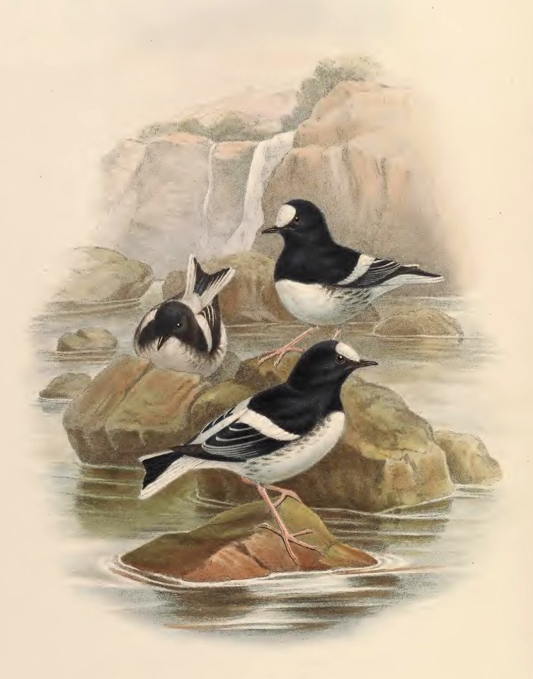4_071 Scouler's Forktail