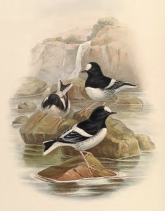 4_071 Scouler's Forktail