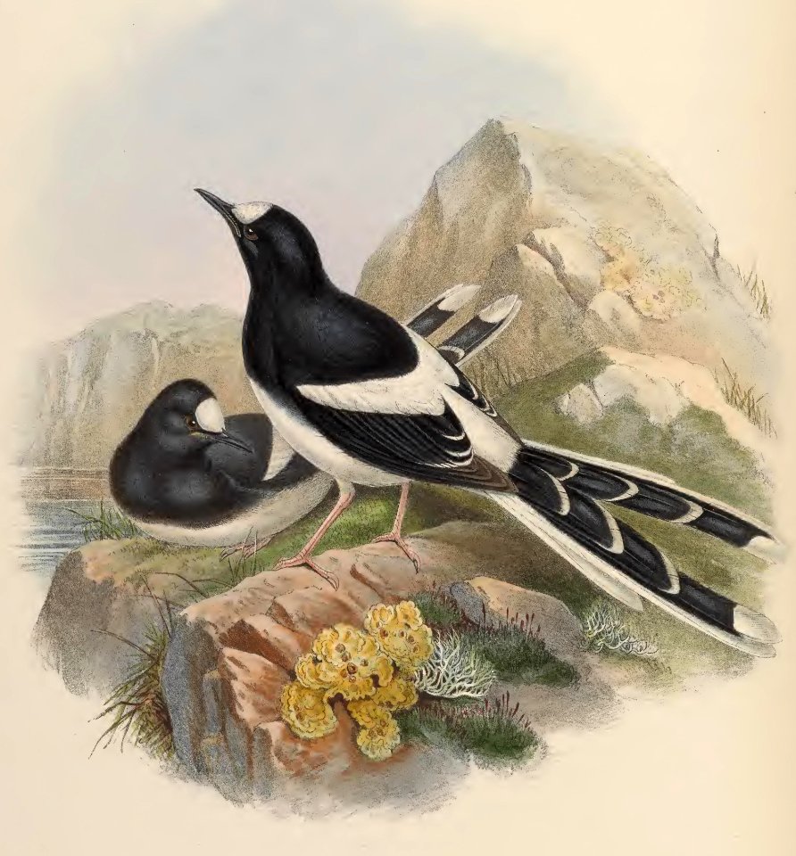 4_070 Chinese Forktail