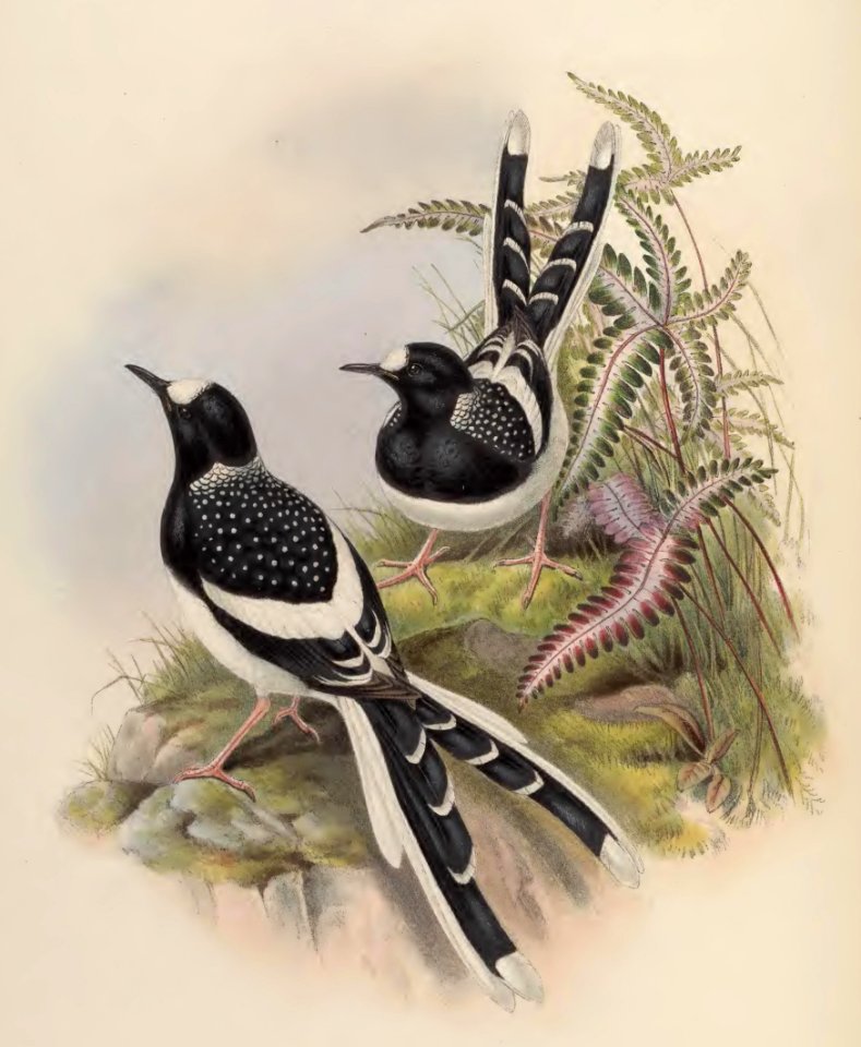 4_069 Spotted Forktail