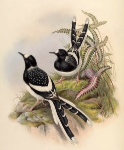 4_069 Spotted Forktail