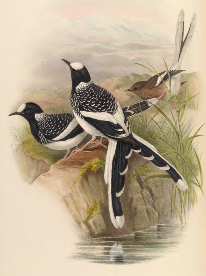 4_068 Lunated Forktail