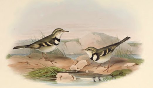 4_067 Variegated Wagtail