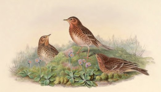 4_066 Red-throated Pipit