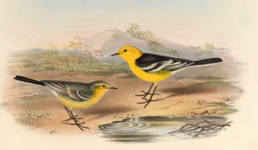4_064 Yellow-headed Wagtail