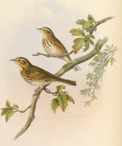 4_065 Indian Tree Pipit