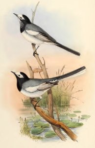 4_063 Masked Wagtail