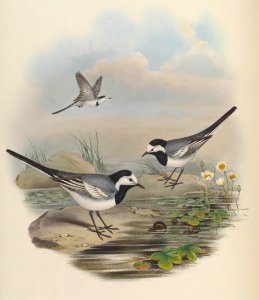 4_062 Deccan Wagtail