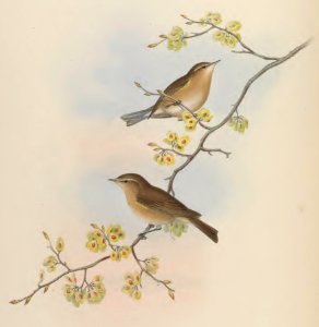 4_059 PHYLLOPNEUSTE TRISTIS