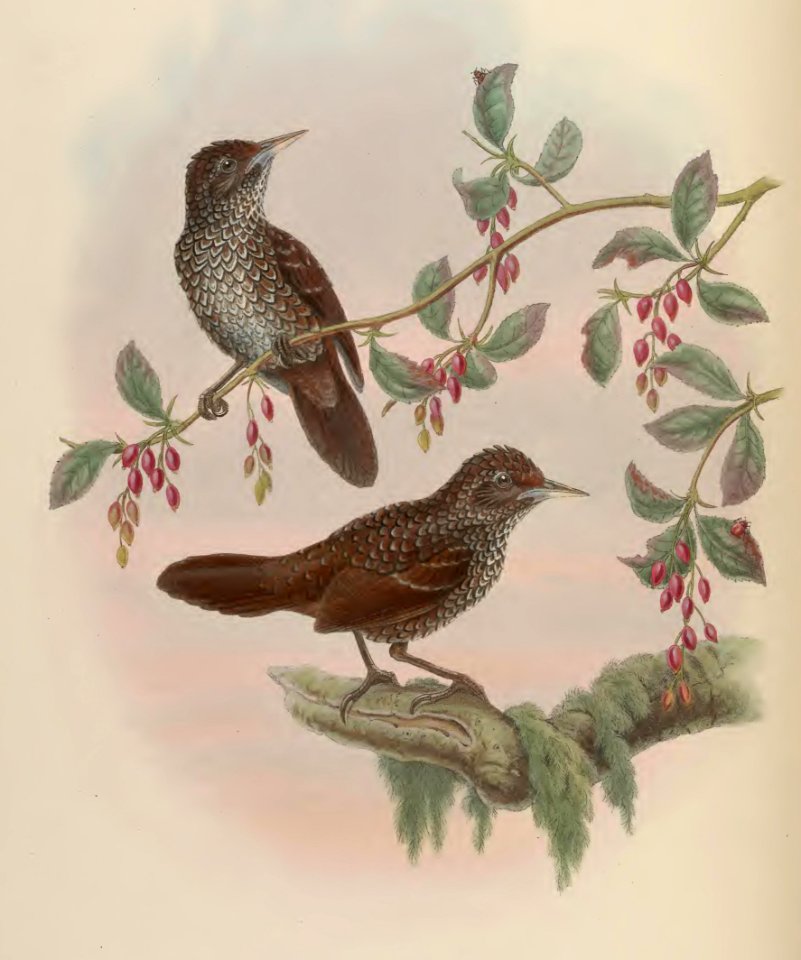 4_054 Robert's Wedge-billed Wren