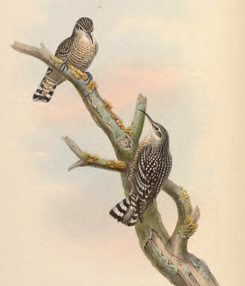 4_056 Spotted Creeper