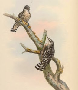 4_056 Spotted Creeper