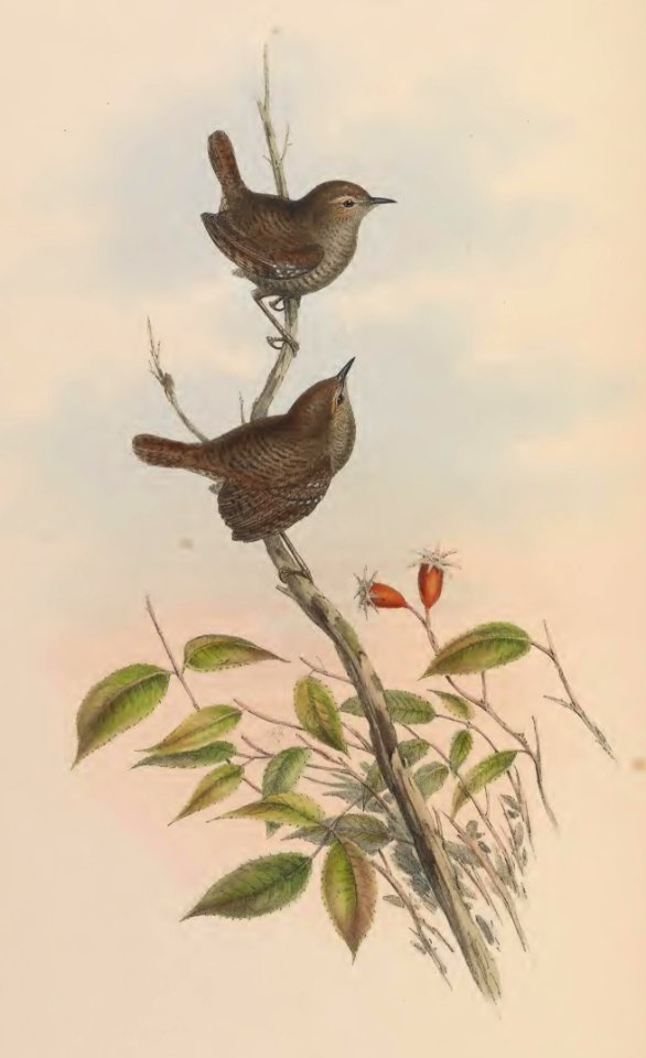 4_051 Nepaulese Wren