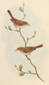 4_050 Desert Whitethroat