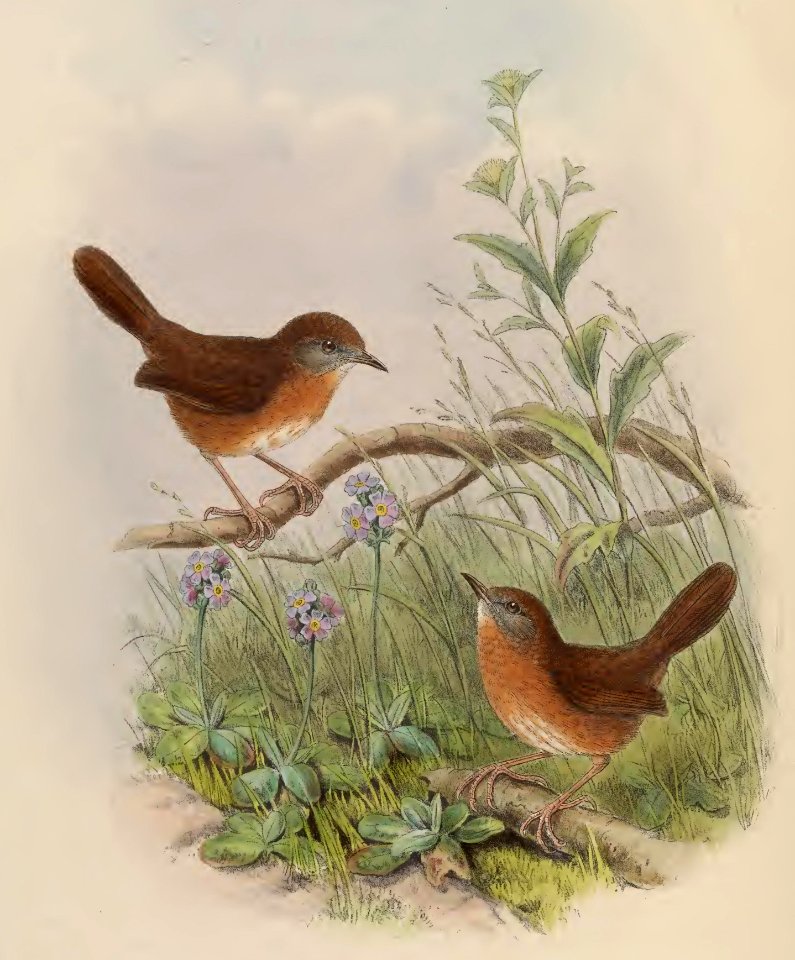 4_053 Lonsr-tailed Hill-Wren
