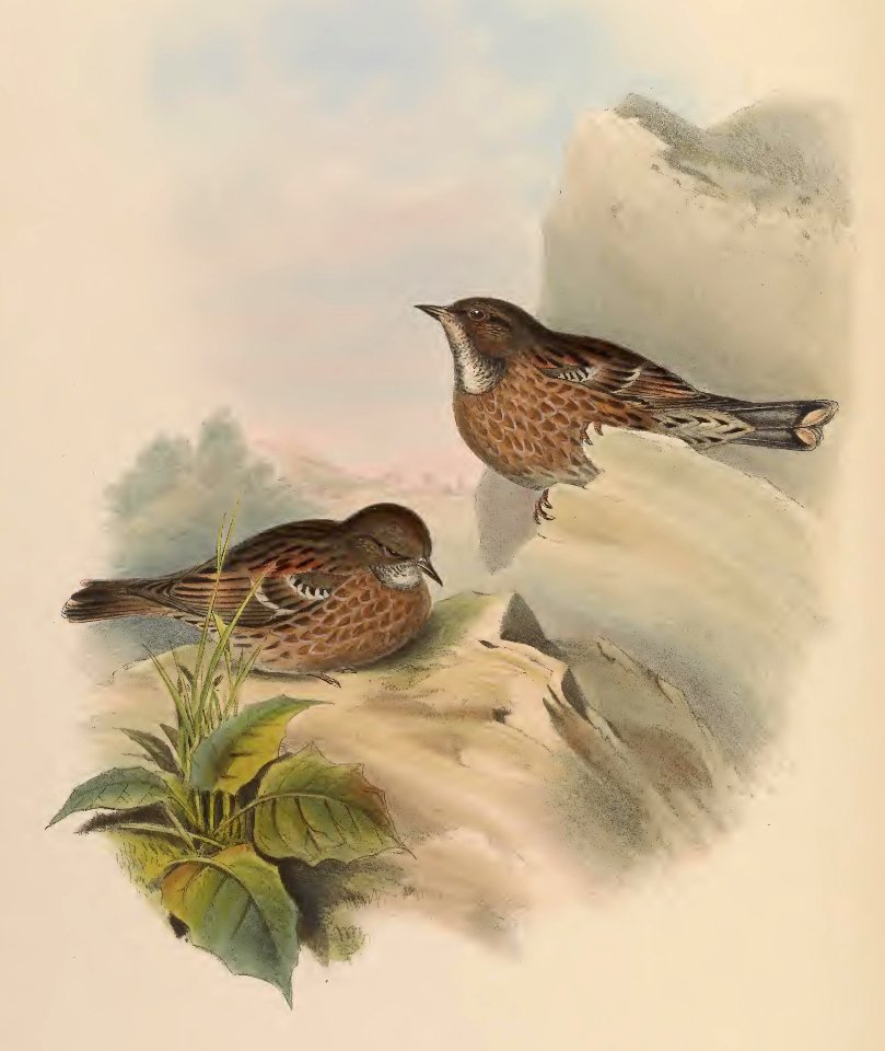 4_049 Altaian Accentor