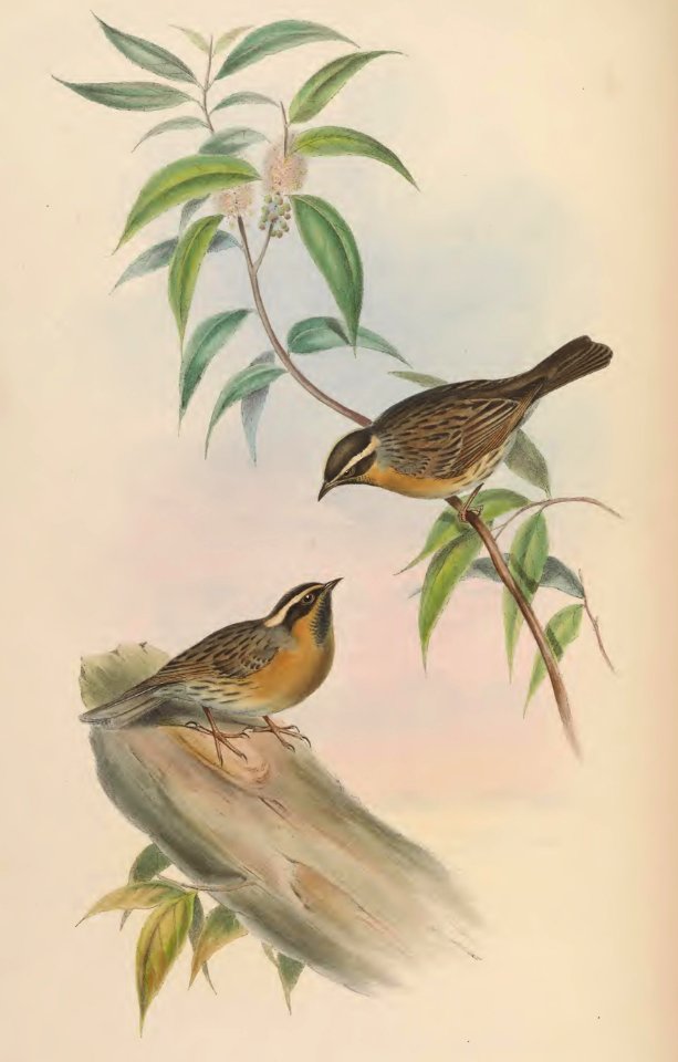 4_048 Black-throated Accentor