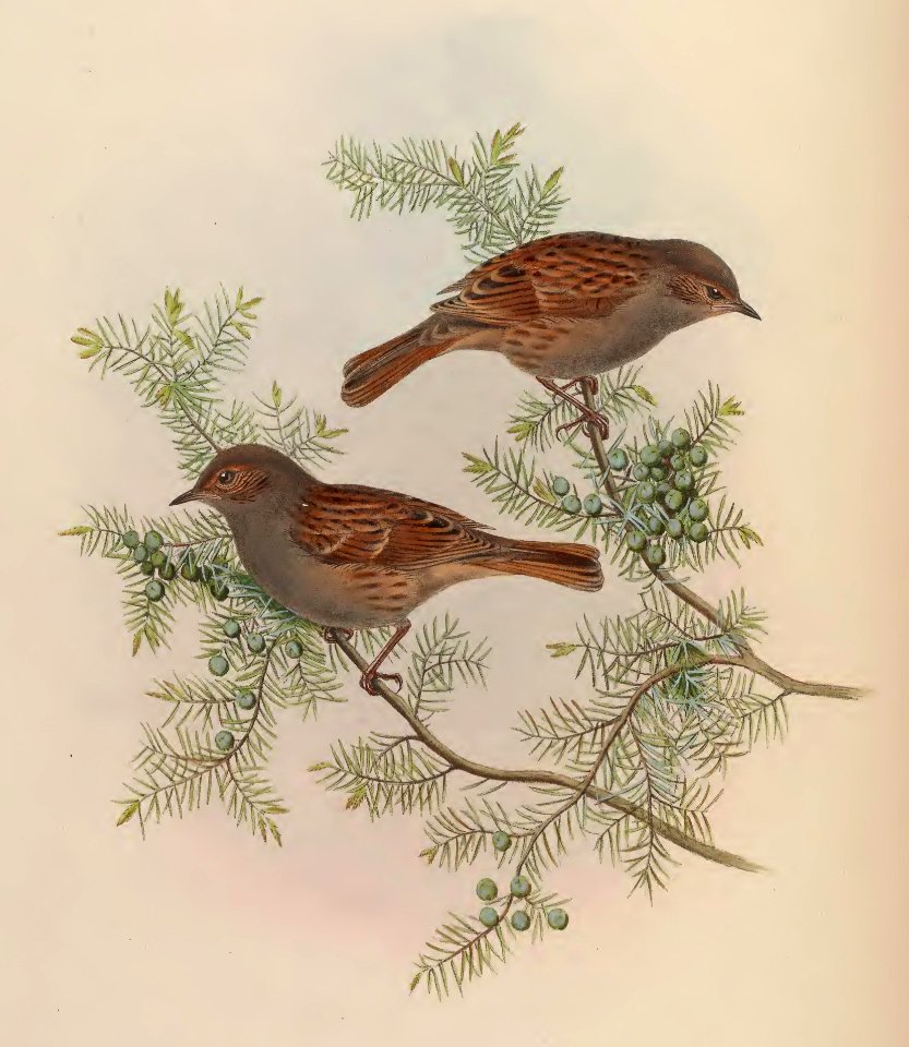 4_042 Ruddy Accentor