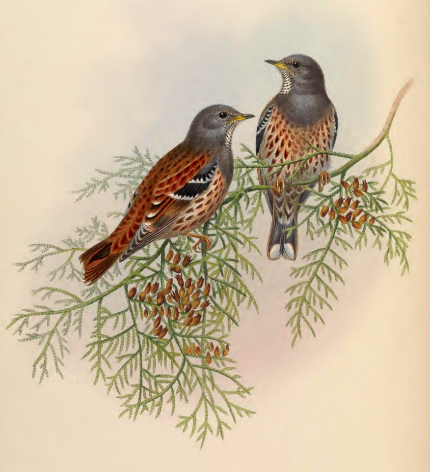 4_043 Red-backed Accentor