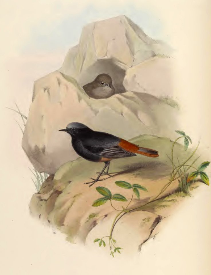 4_037 Coal-black Redstart