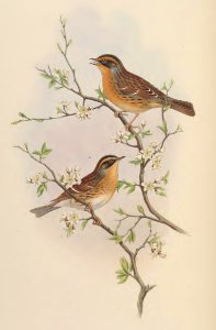 4_041 Mountain Accentor