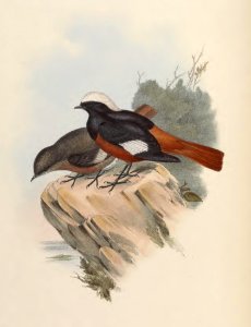 4_036 Great White-capped Redstart