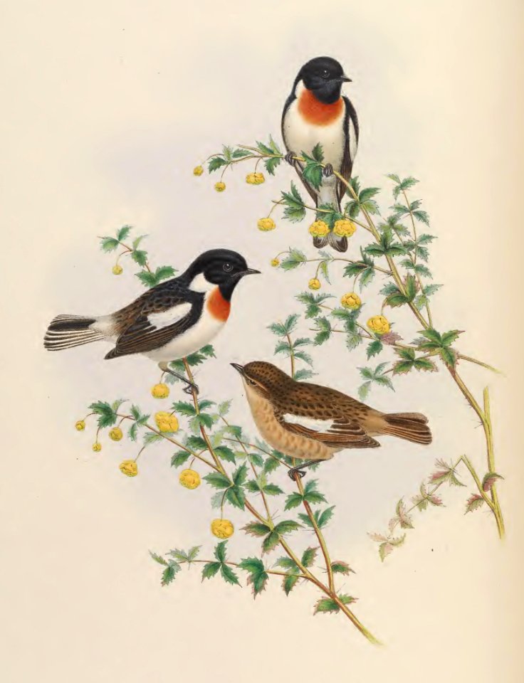 4_033 White-tailed Bush-Chat