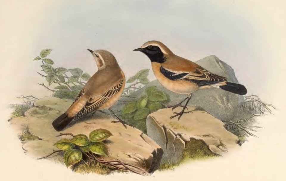 4_031 Black-throated Stone-Chat