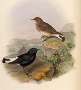 4_027 White-tailed Stone-Chat