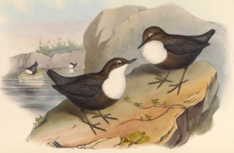 4_025 Cashmerian Water-Ouzel