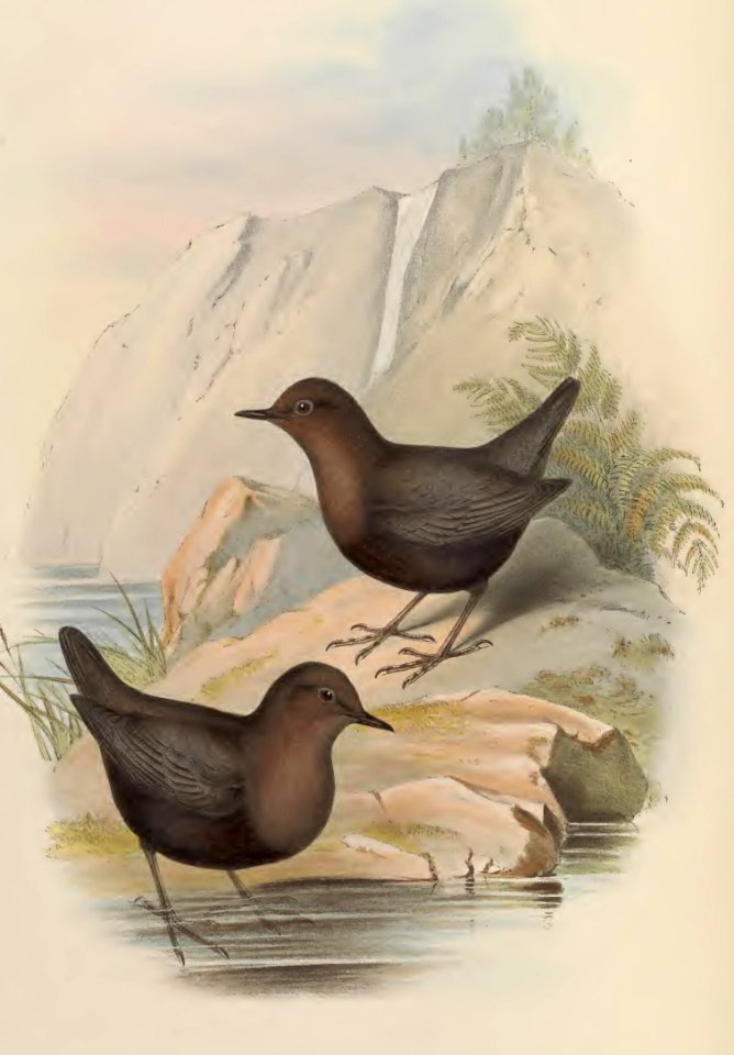 4_023 Sombre-coloured Water-Ouzel
