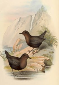 4_023 Sombre-coloured Water-Ouzel