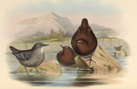 4_021 Asiatic Water-Ouzel