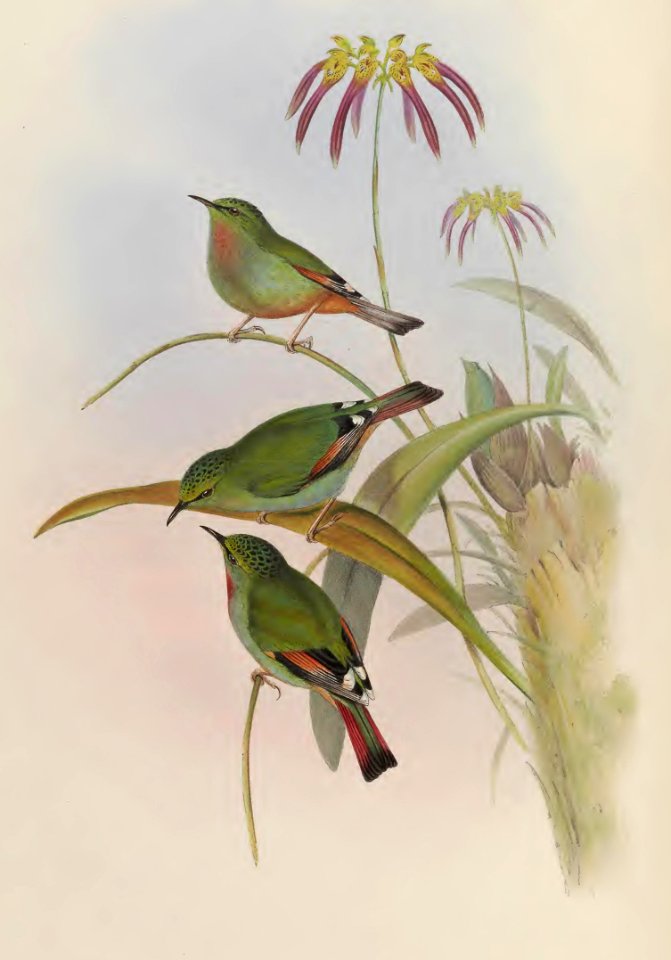 4_020 Red-tailed Myzornis