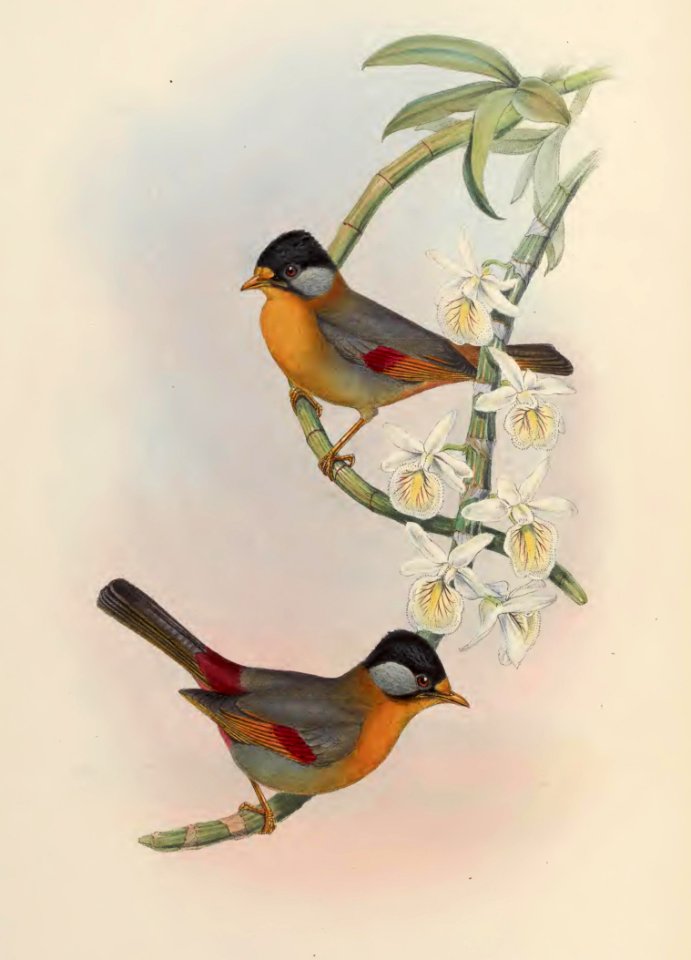 4_016 Silver-eared Leiothrix