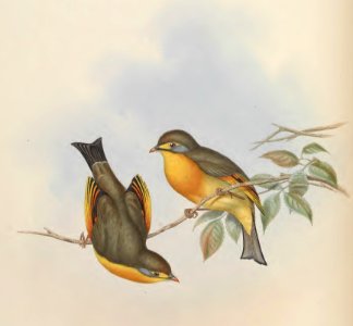 4_015 Fork-tailed Leiothrix
