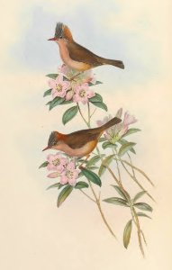4_014 Rusty-naped Yuhin