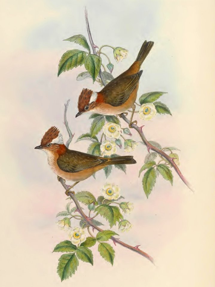 4_012 Thick-billed Ixulus
