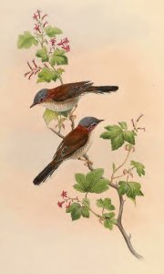 4_008 Grey-headed Staphida