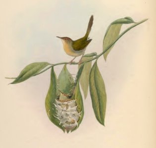 4_007 Tailorbird