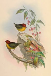 4_002 Chestnut-crowned Tesia