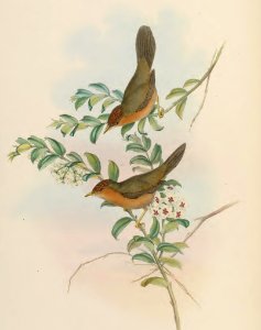 4_006 Buff-throated Dumetia