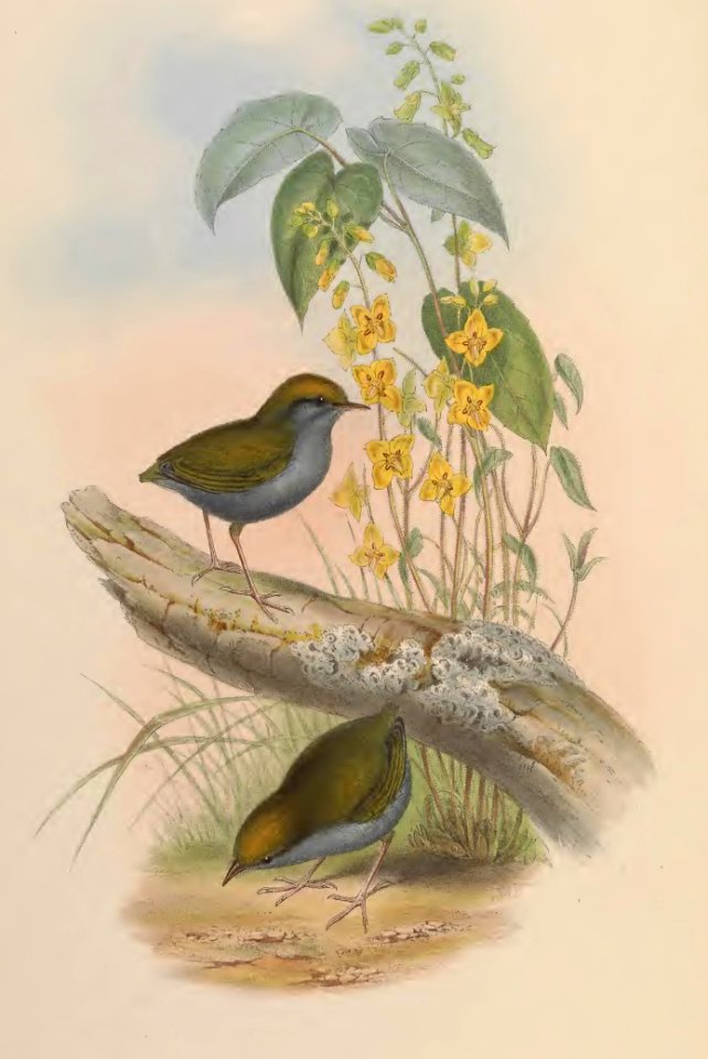 4_001 Blue-bellied Tesia