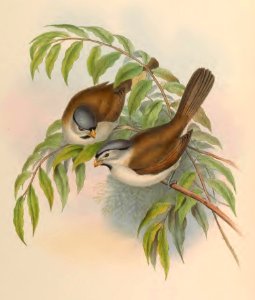 3_077 Grey-crowned Paradoxornis