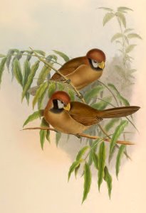 3_075 Paradoxornis